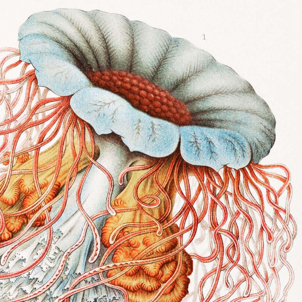 Discomedusae III by Ernst Haeckel Poster