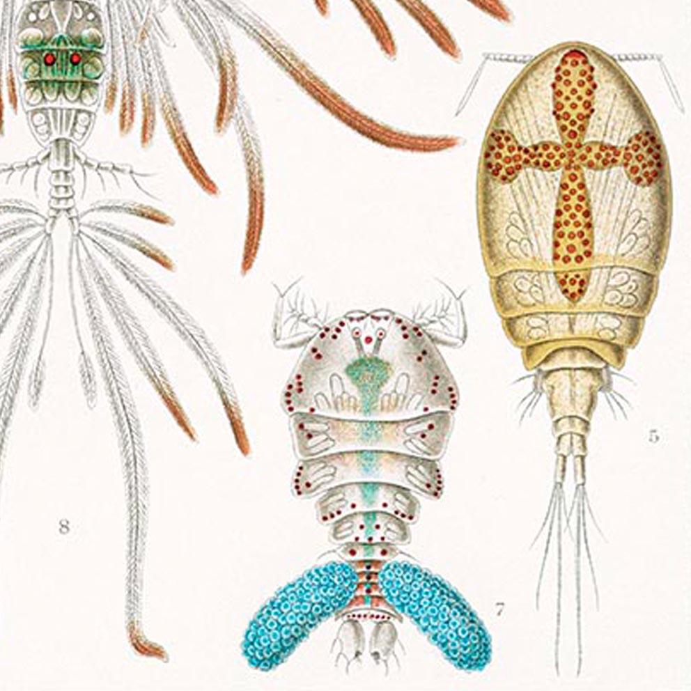Copepoda by Ernst Haeckel Poster
