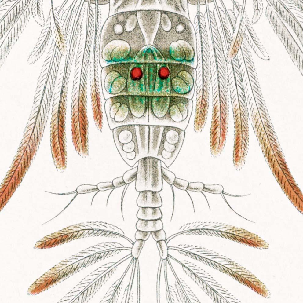 Copepoda by Ernst Haeckel Poster