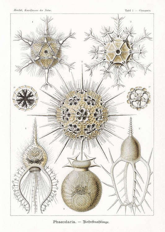 Phaeodaria by Ernst Haeckel Poster