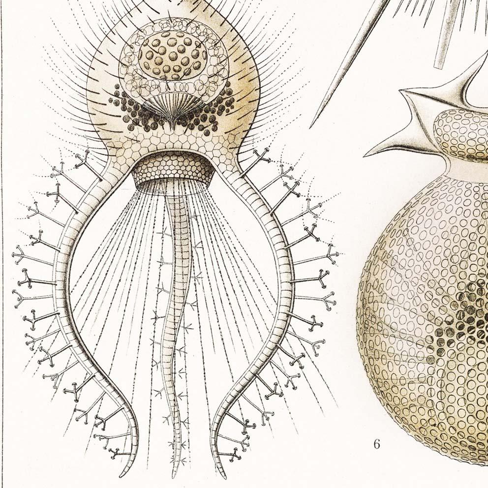 Phaeodaria by Ernst Haeckel Poster