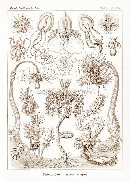 Tubulariae by Ernst Haeckel Poster