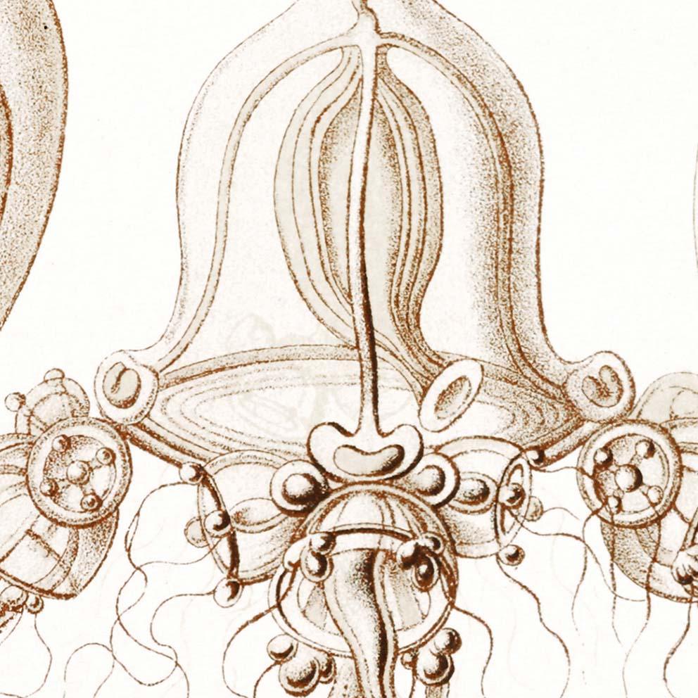 Tubulariae by Ernst Haeckel Poster