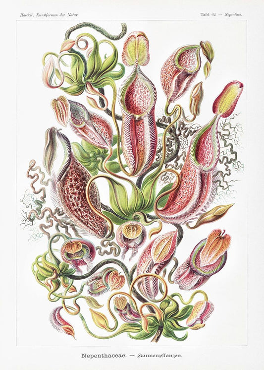 Nepenthaceae by Ernst Haeckel Poster