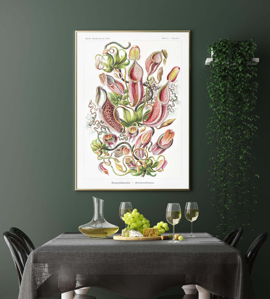 Nepenthaceae by Ernst Haeckel Poster