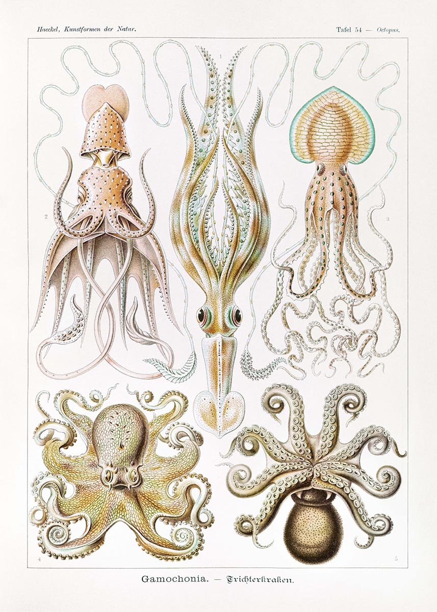 Gamochonia by Ernst Haeckel Poster with borders