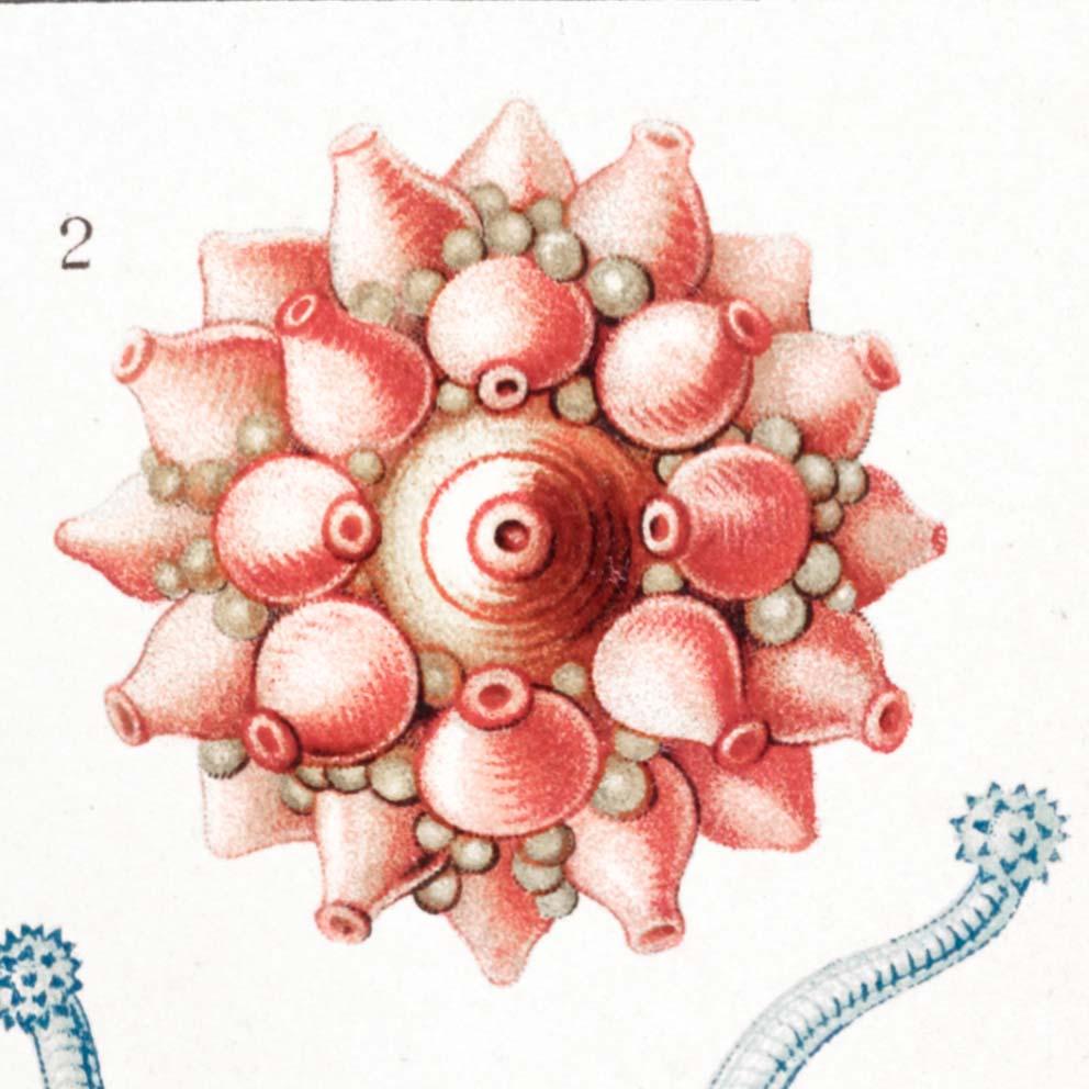 Siphonophorae V by Ernst Haeckel Poster