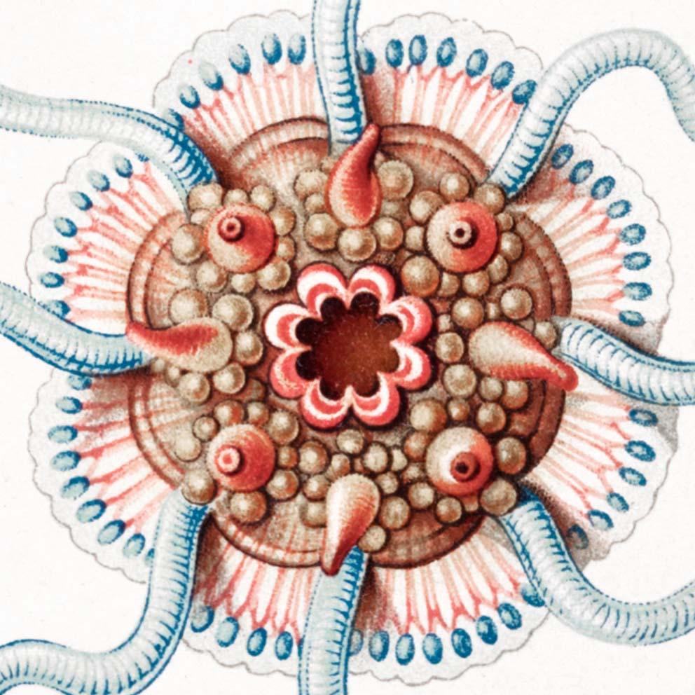 Siphonophorae V by Ernst Haeckel Poster