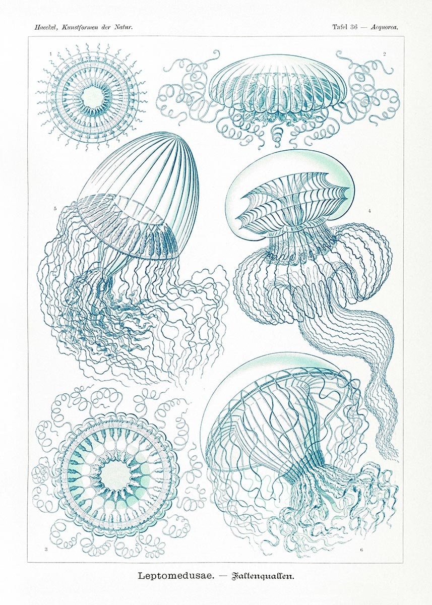 Leptomedusae by Ernst Haeckel Poster