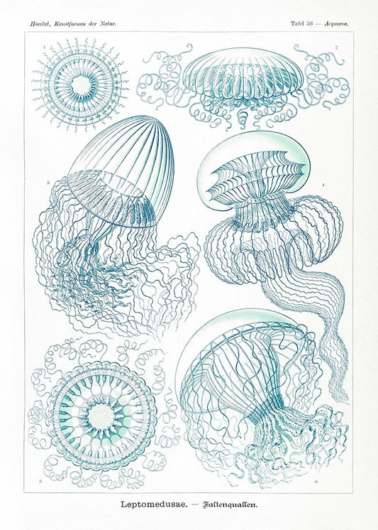 Leptomedusae by Ernst Haeckel Poster