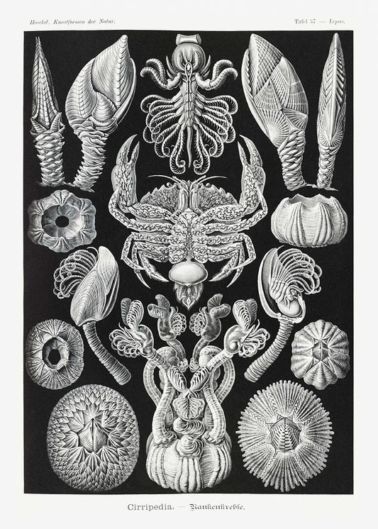 Cirripedia by Ernst Haeckel Poster