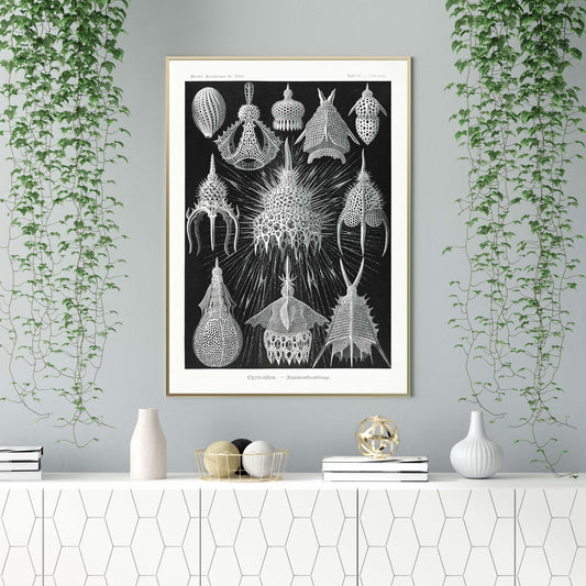 Cyrtoidea by Ernst Haeckel Poster