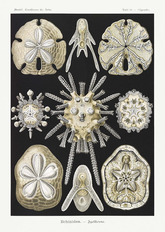 Echinidea by Ernst Haeckel Poster