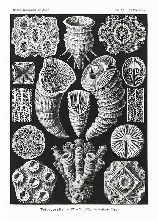 Tetracoralla by Ernst Haeckel Poster
