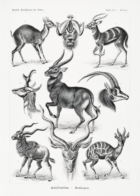 Antilopina by Ernst Haeckel Poster