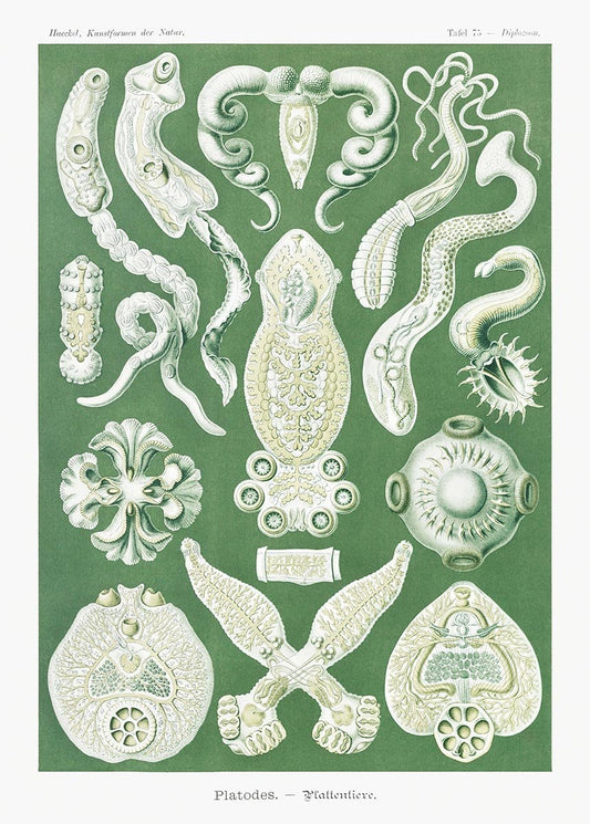 Platodes by Ernst Haeckel Poster