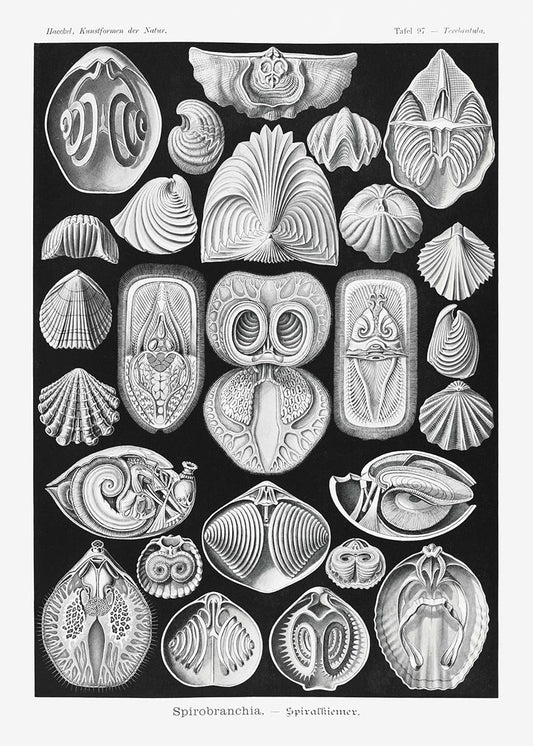 Spirobranchia by Ernst Haeckel Poster
