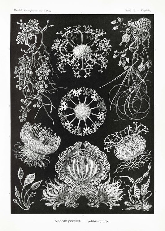Ascomycetes by Ernst Haeckel Poster