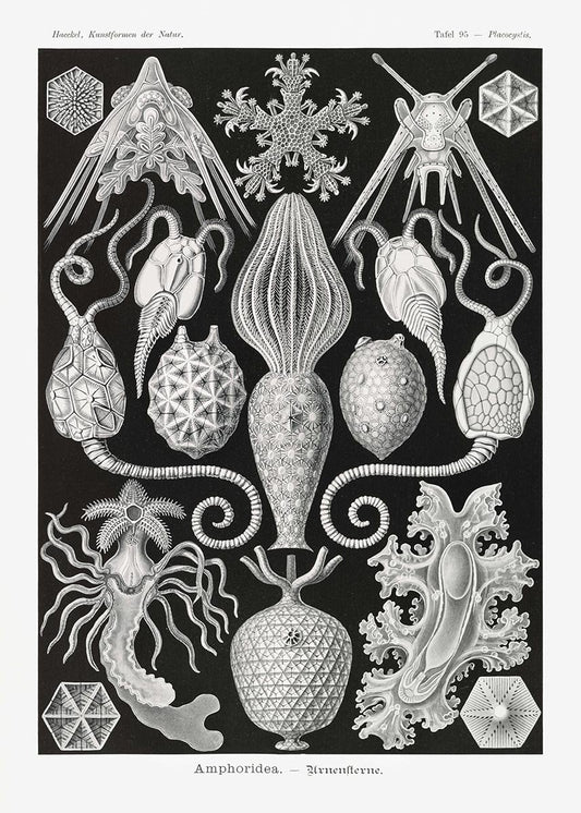 Amphoridea by Ernst Haeckel Poster