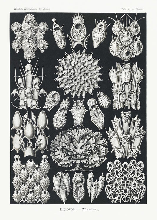 Bryozoa II by Ernst Haeckel Poster