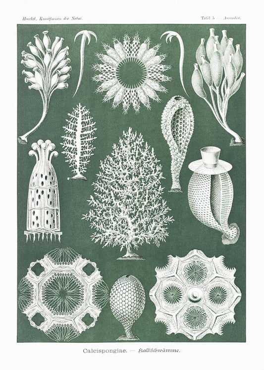 Calcispongiae by Ernst Haeckel Poster