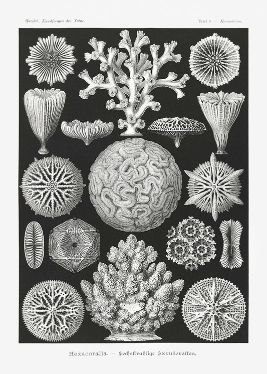 Hexacoralla II by Ernst Haeckel Poster