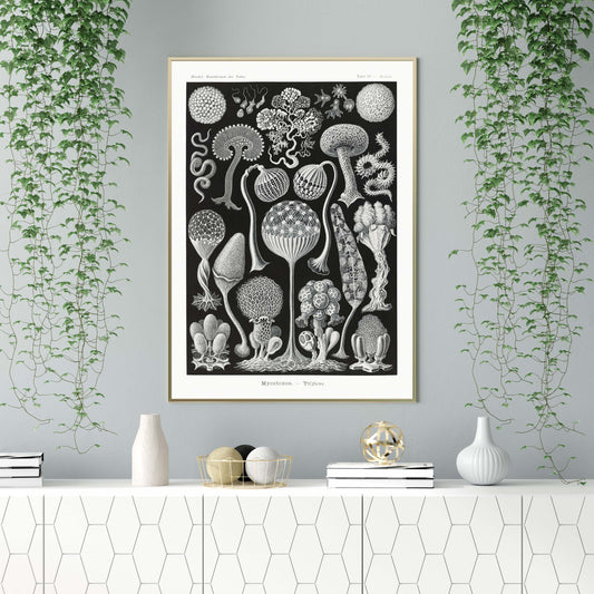 Filicinae Palm Tree by Ernst Haeckel Poster with borders