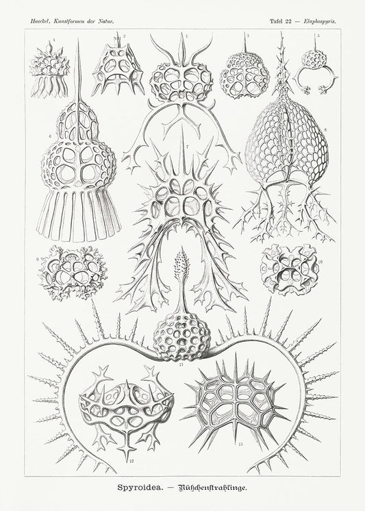 Spyroidea by Ernst Haeckel Poster