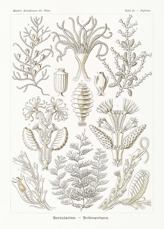 Sertulariae by Ernst Haeckel Poster