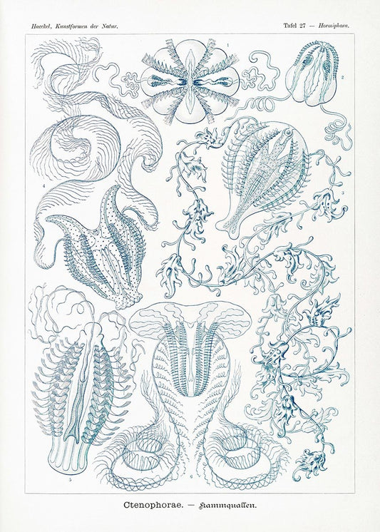 Ctenophorae by Ernst Haeckel Poster