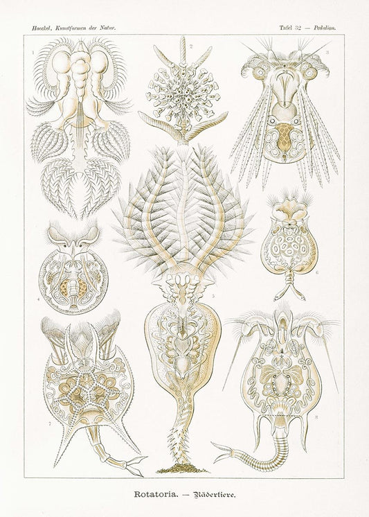 Rotatoria by Ernst Haeckel Poster