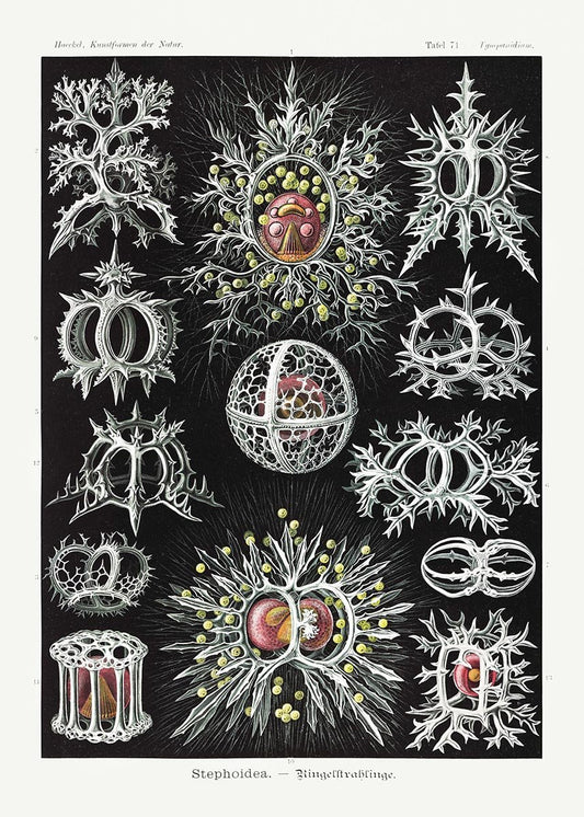 Stephoidea by Ernst Haeckel Poster