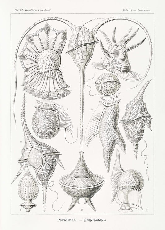 Peridinea by Ernst Haeckel Poster