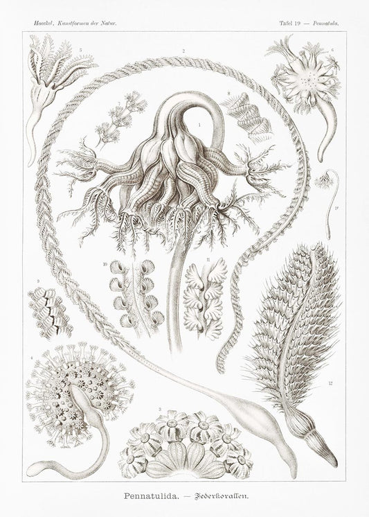 Pennatulida by Ernst Haeckel Poster
