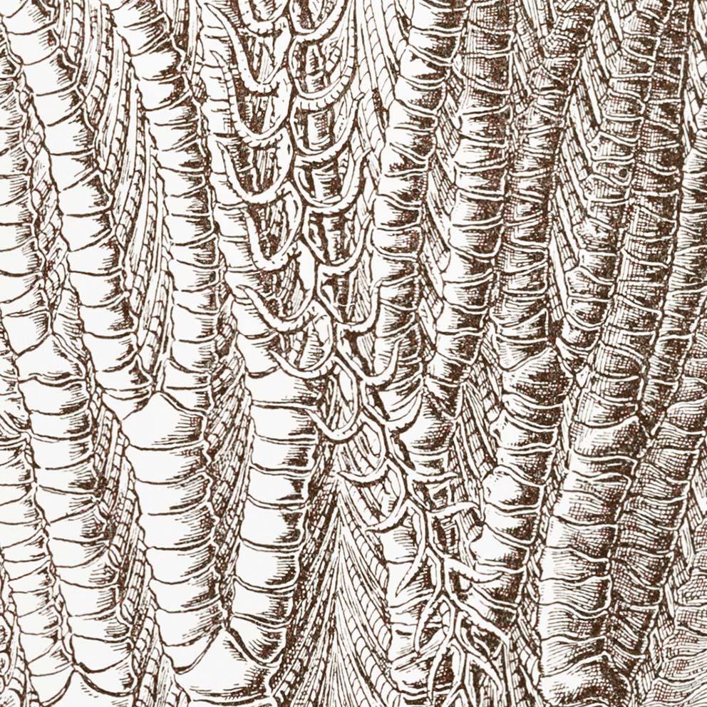 Crinoidea by Ernst Haeckel Poster