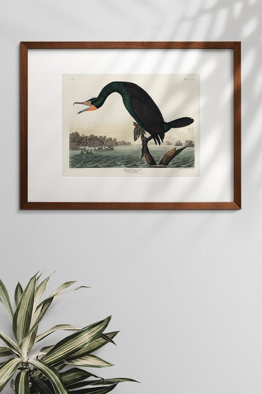 Florida Cormorant Vintage Poster