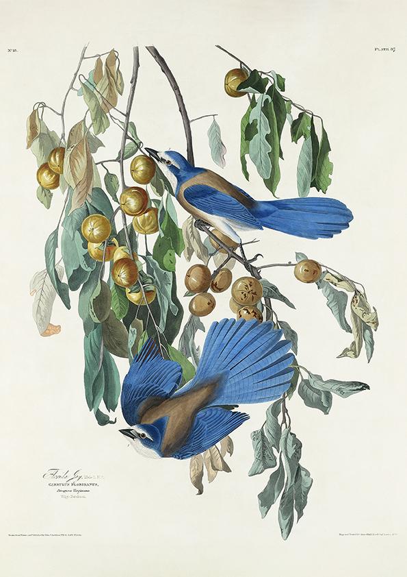 Florida Jay from Birds of America Poster