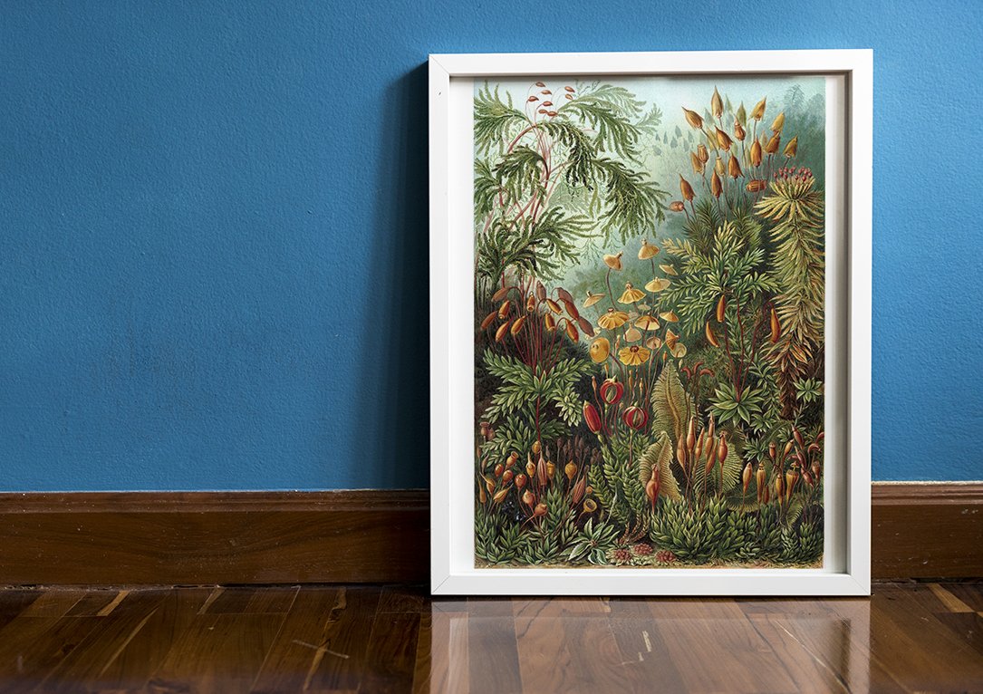 Mushroom Forest Botanical Print by Ernst Haeckel