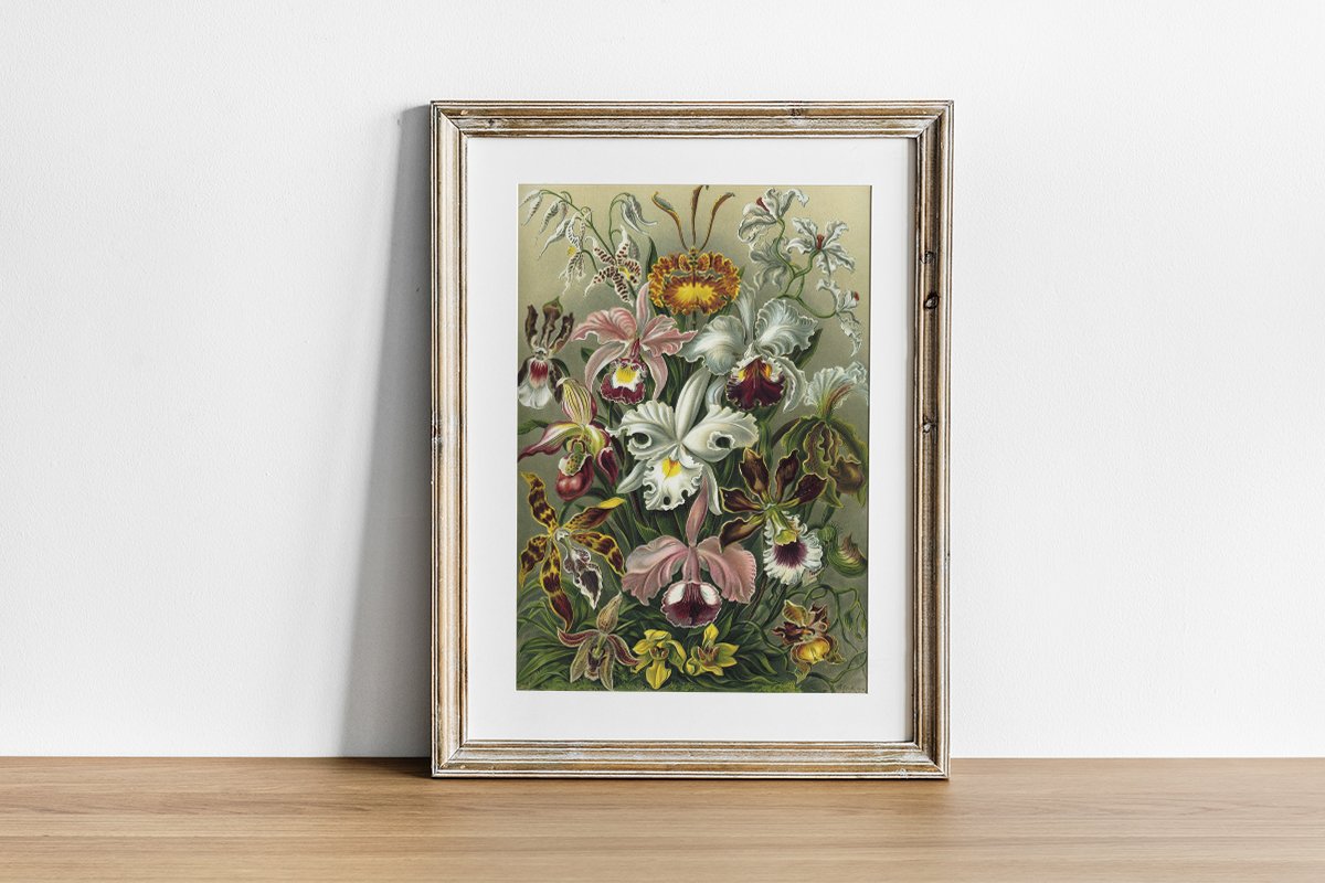 Orchideae Lilly Flowers by Ernst Haeckel Poster