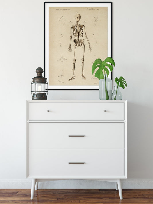 French Skeleton Anatomy Poster
