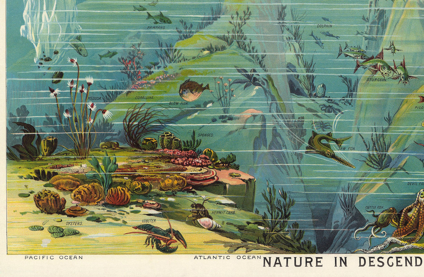Nature in descending Regions Educational Vintage Chart