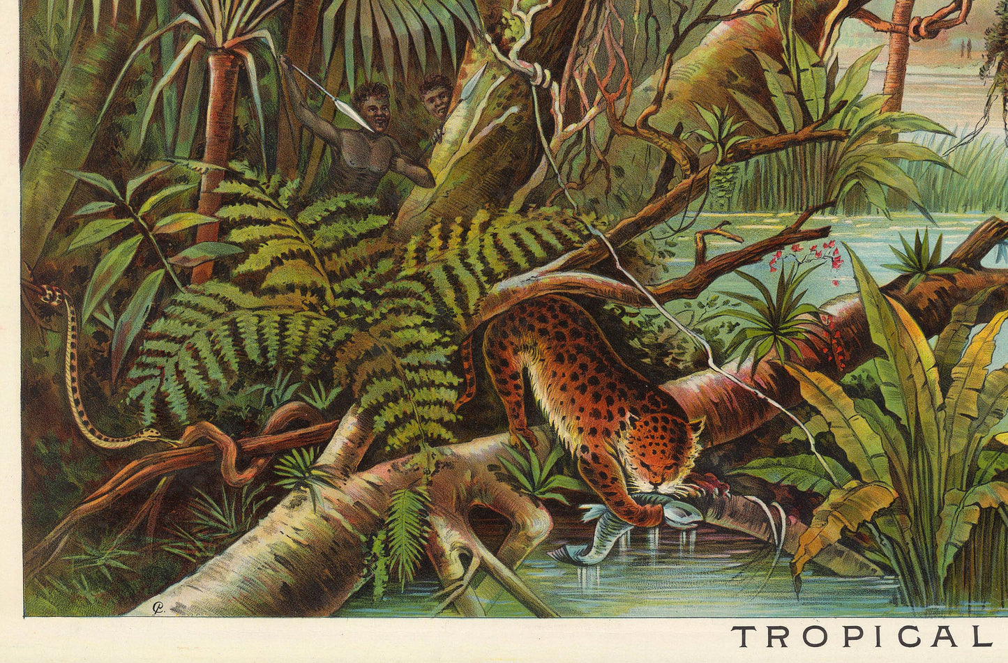 Tropical Zone Educational Vintage Poster