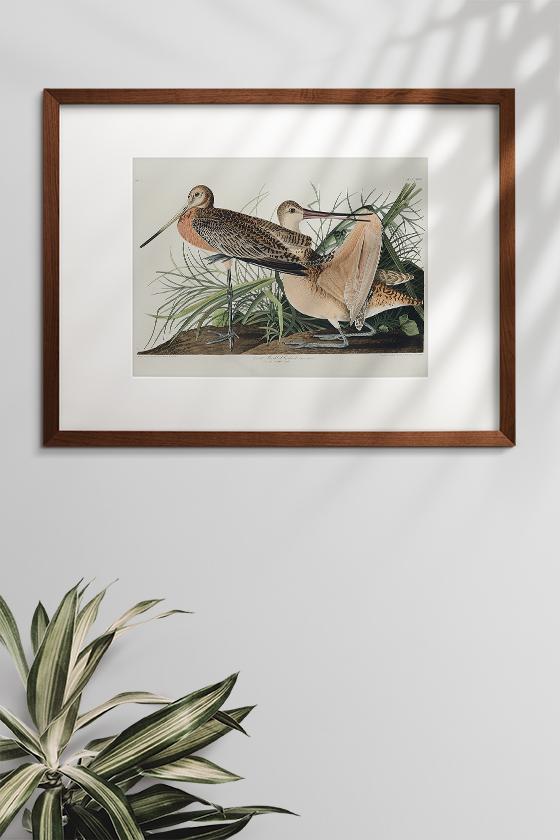 Great Marbled Godwit from Birds of America Poster