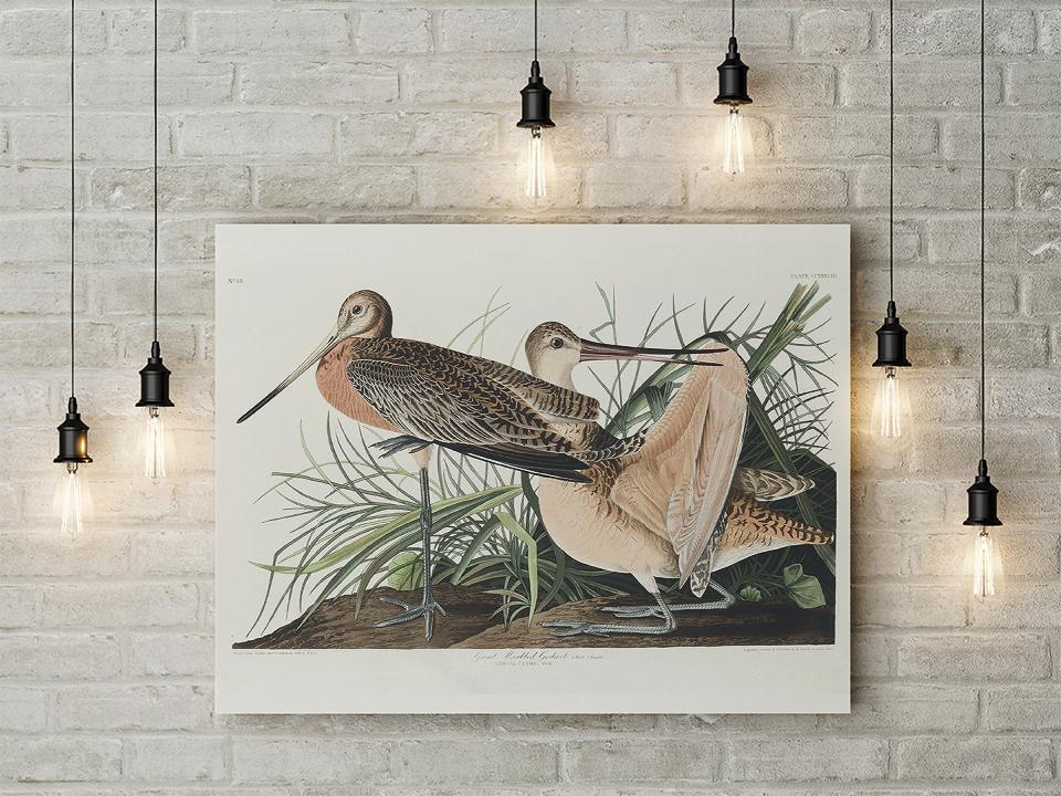 Great Marbled Godwit from Birds of America Poster