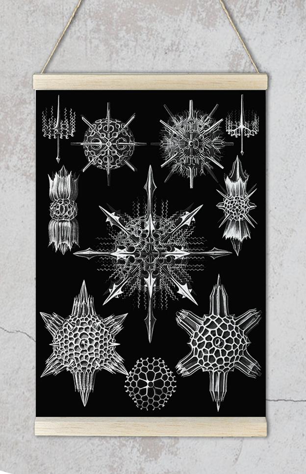Ernst Haeckel Acanthophracta Poster