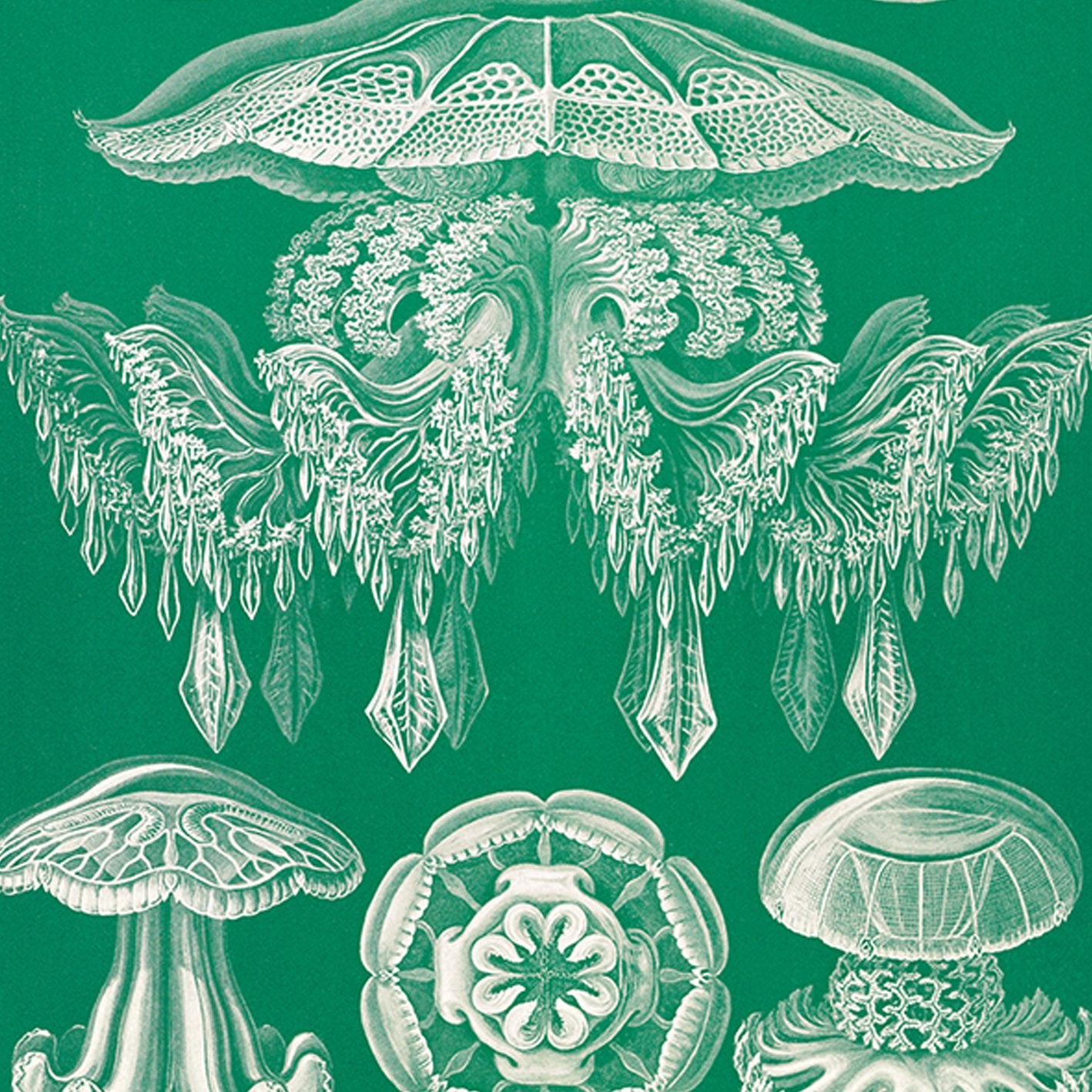 Discomedusae Green Jellyfish by Ernst Haeckel Poster with borders