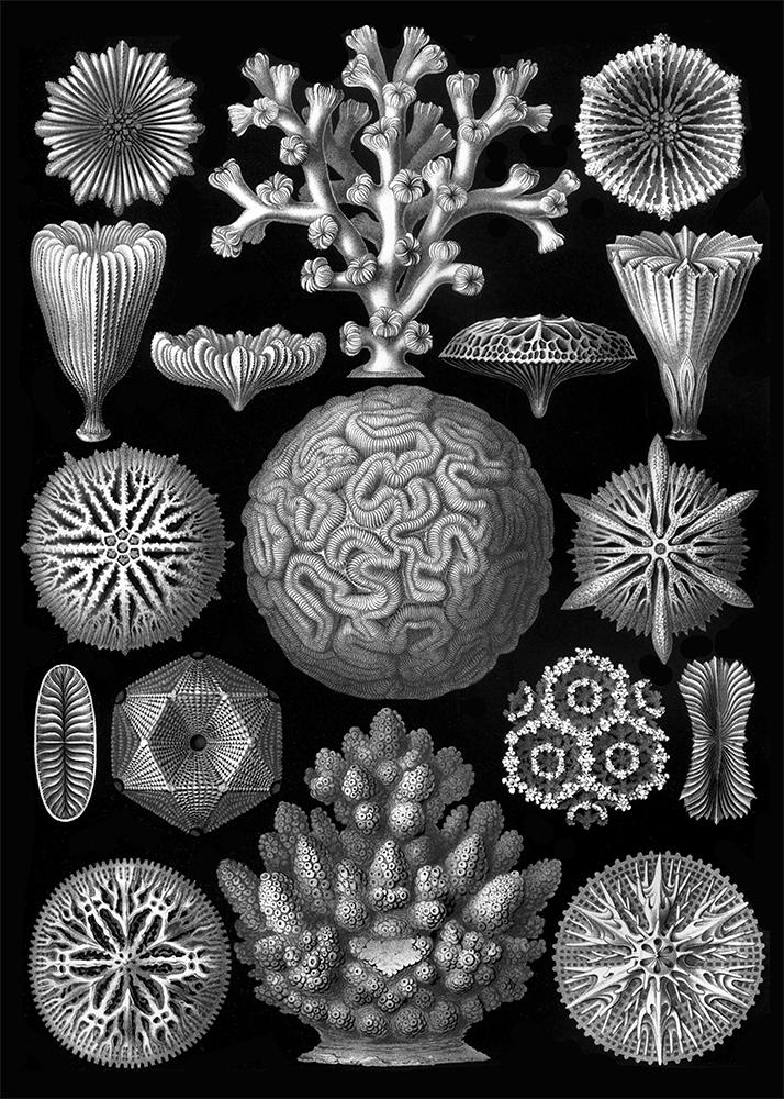Hexacoralla by Haeckel Poster