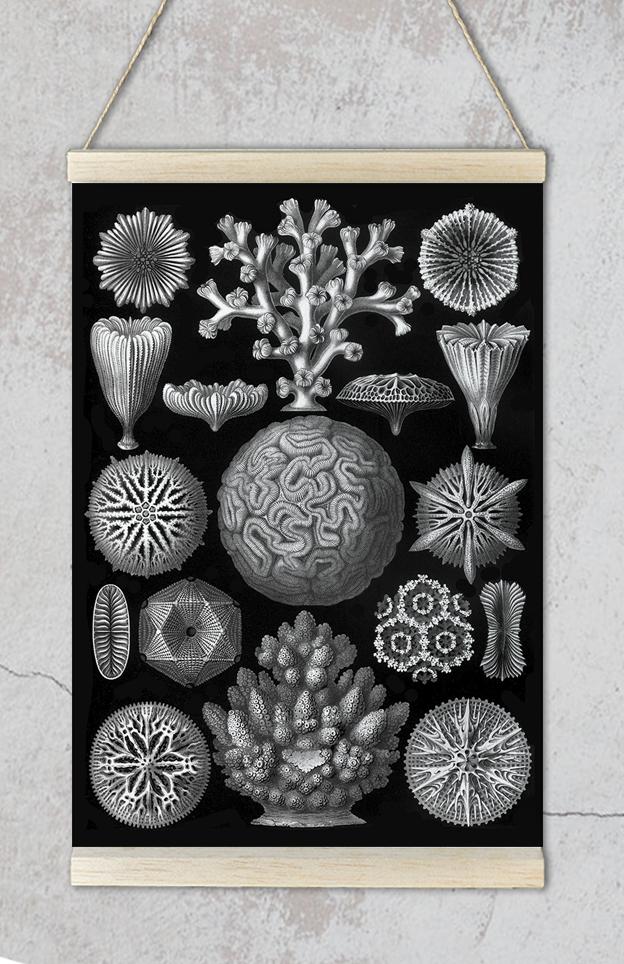Hexacoralla by Haeckel Poster