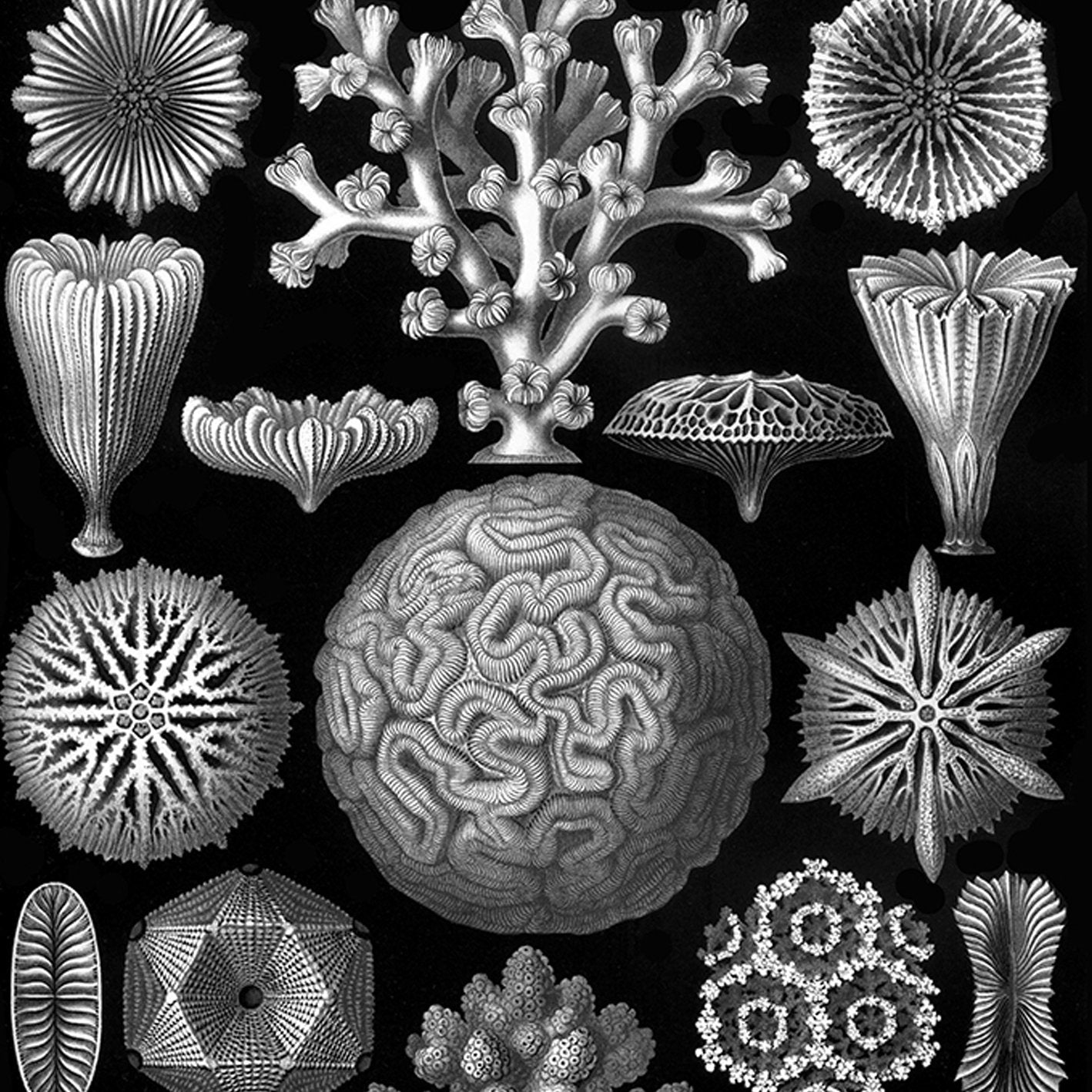 Mycetozoa by Ernest Haeckel Poster
