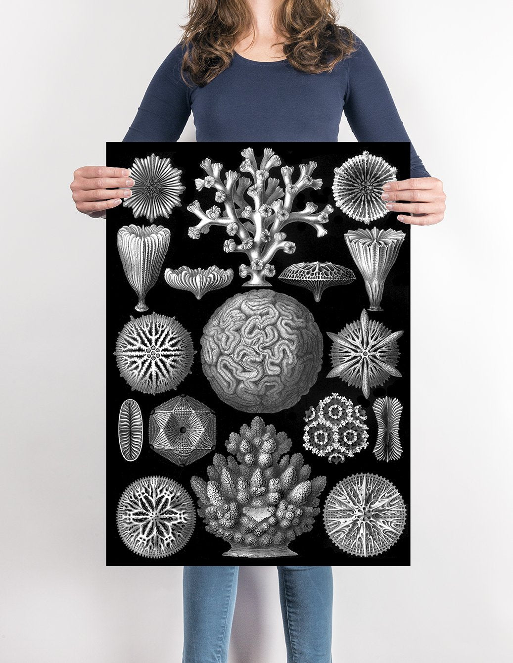 Mycetozoa by Ernest Haeckel Poster